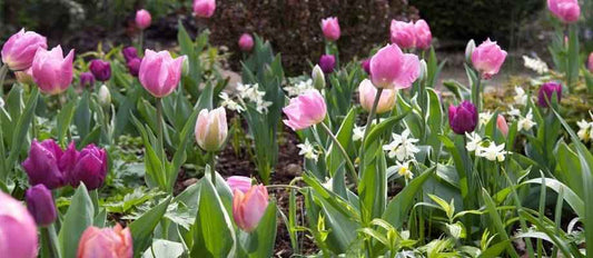 plantes à bulbes de fleurs dans le jardin tulipes ...