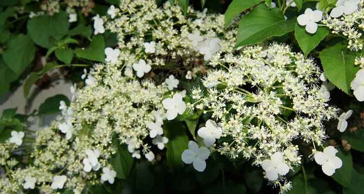 Tailler l’hortensia grimpant - Bakker.com | France