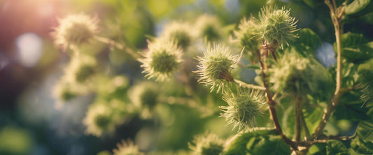 Arbustes Persistants au Feuillage Coloré pour un Jardin Vibrant