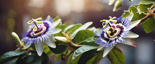 Comment Planter et Entretenir la Passiflore
