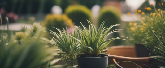 Comment arroser vos plantes d'extérieur