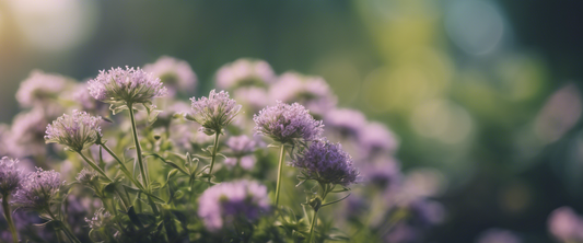 Comment cultiver des plantes aromatiques chez soi