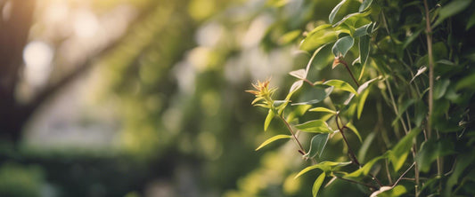 Comment lutter contre les ravageurs des plantes grimpantes
