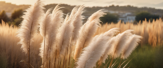 Découvrez l'herbe de la pampa blanche