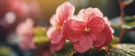 Découvrez les bégonias rex : des feuilles spectaculaires