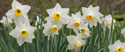 Découvrez les différentes variétés de narcisses blancs
