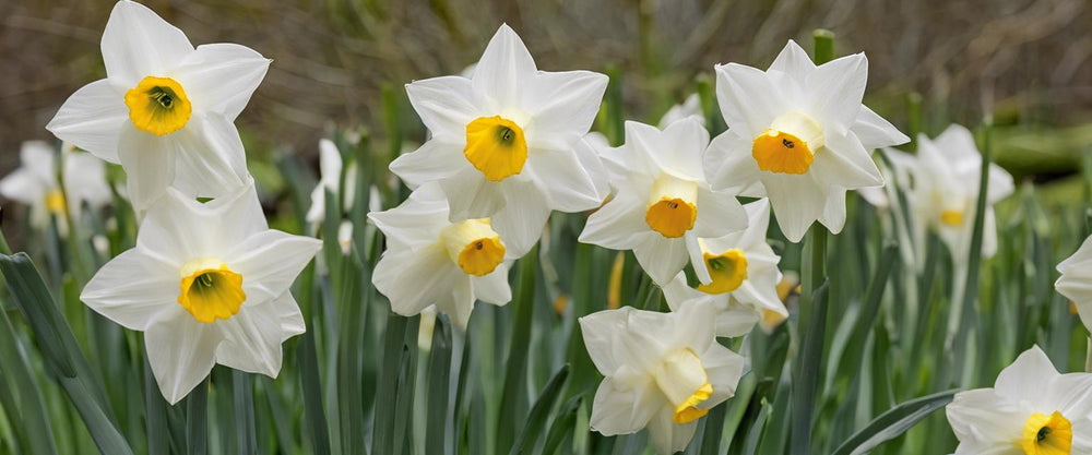 Découvrez les différentes variétés de narcisses blancs