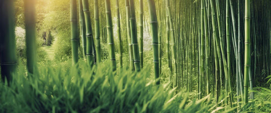 Entretien du Bambou : Astuces et Conseils