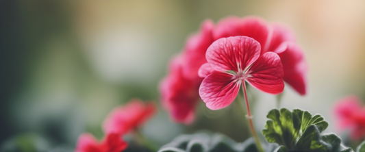 Géraniums rustiques : idéaux pour tous les jardins