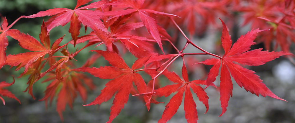 Guide complet de l'érable du Japon 'Acer palmatum' : couleurs, tailles et entretien.
