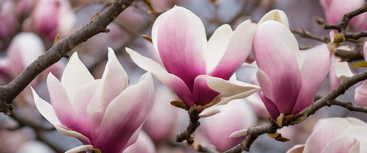 Guide complet sur l'arrosage des magnolias