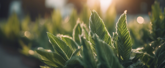 Guide des plantes succulentes d'extérieur