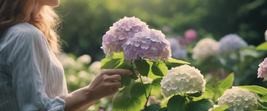 Guide étape par étape pour planter un hortensia