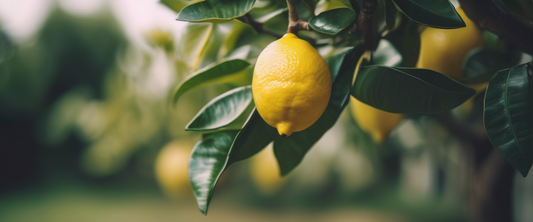 Identifier et traiter les maladies courantes du citronnier