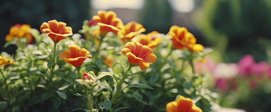 Identifier et traiter les maladies de la calibrachoa