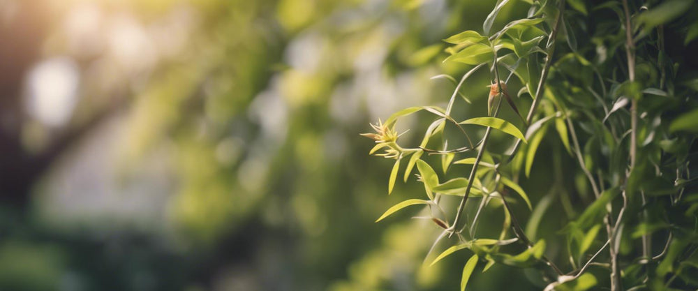 Identifier et traiter les maladies des plantes grimpantes