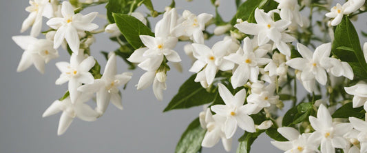 Jasmin grimpant : parfum et beauté au jardin