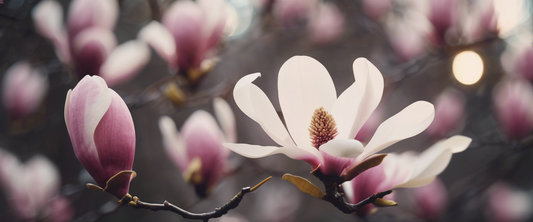 L'exposition parfaite pour vos magnolias