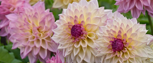 La touche d'éclat qui change tout : le dahlia, la star de votre jardin.