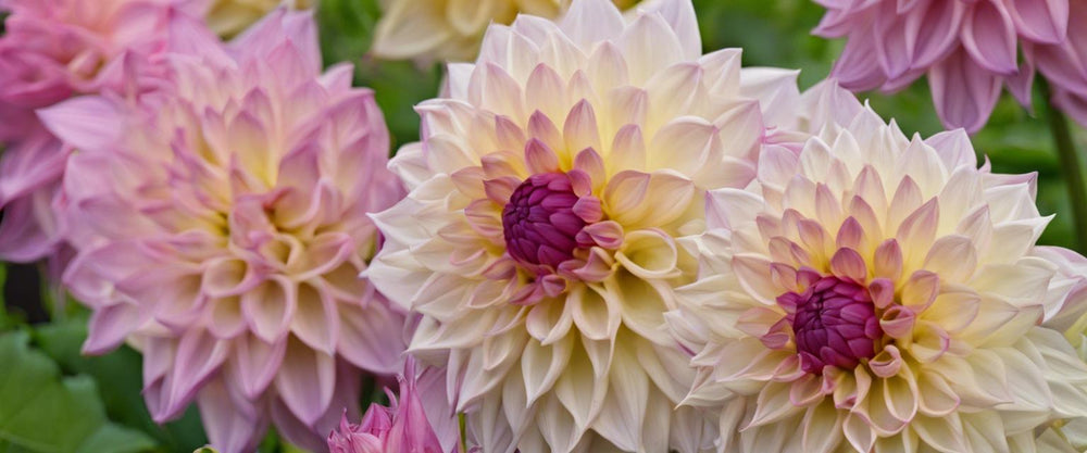 La touche d'éclat qui change tout : le dahlia, la star de votre jardin.