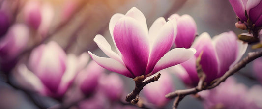Le magnolia denudata  Conseils d'entretien