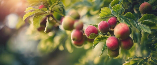 Le meilleur engrais pour vos arbres fruitiers en pot