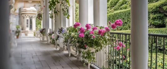 Les fuchsias les plus résistants pour votre balcon