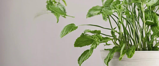 Les meilleures plantes aromatiques pour votre balcon