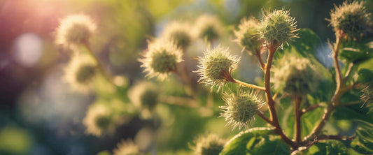Les meilleurs arbustes persistants pour votre jardin