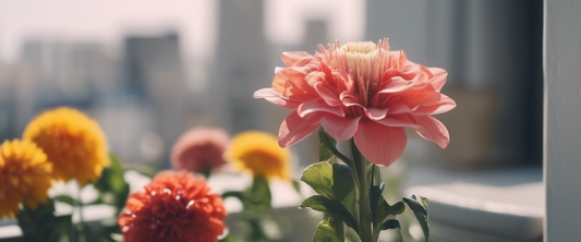 Les meilleurs géraniums pour un balcon fleuri