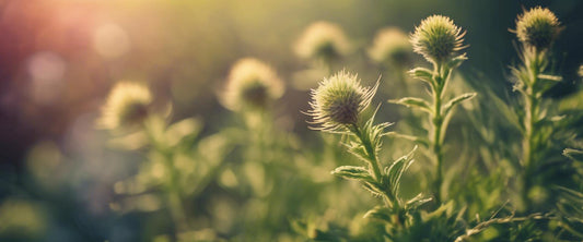 Les plus belles plantes à fleurs