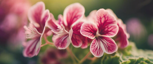Les spécificités du pelargonium zonal