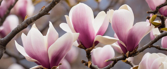 Magnolia liliiflora  Guide et conseils