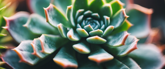Plantes grasses résistantes : notre top 5