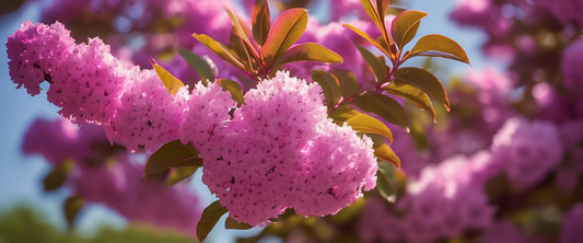 Protéger le lilas des Indes contre les parasites