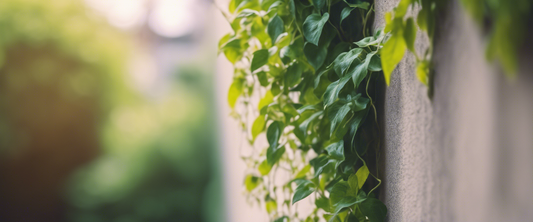 Que faire si votre plante grimpante ne fleurit pas