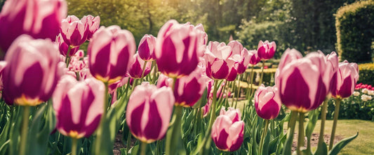 Comment planter des tulipes efficacement