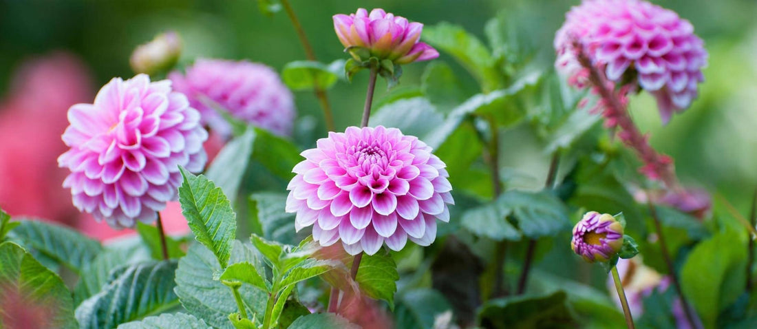 Planter et entretenir les dahlias - Bakker.com | France