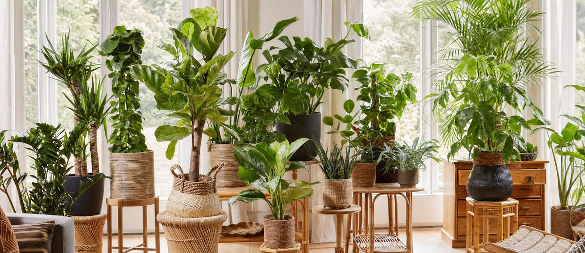 les plantes d'intérieur tendance en 2022
