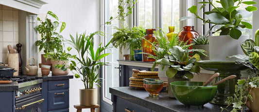 des plantes comme décoration d'intérieur