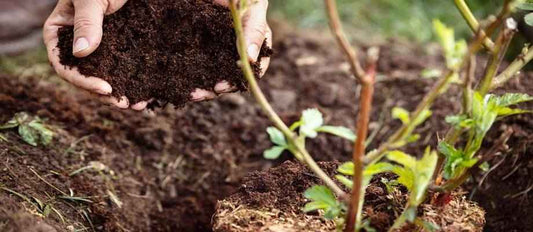 le terreau la base de l'entretien de vos plantes