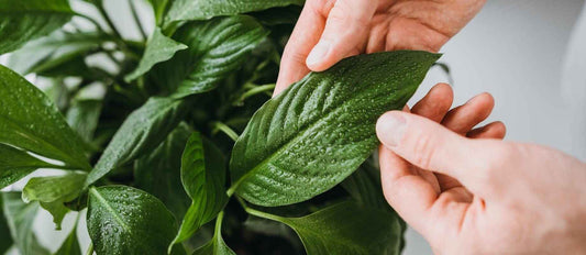 10 choses que vous ne saviez pas encore sur l'entretien de vos plantes d'intérieur - Bakker.com | France