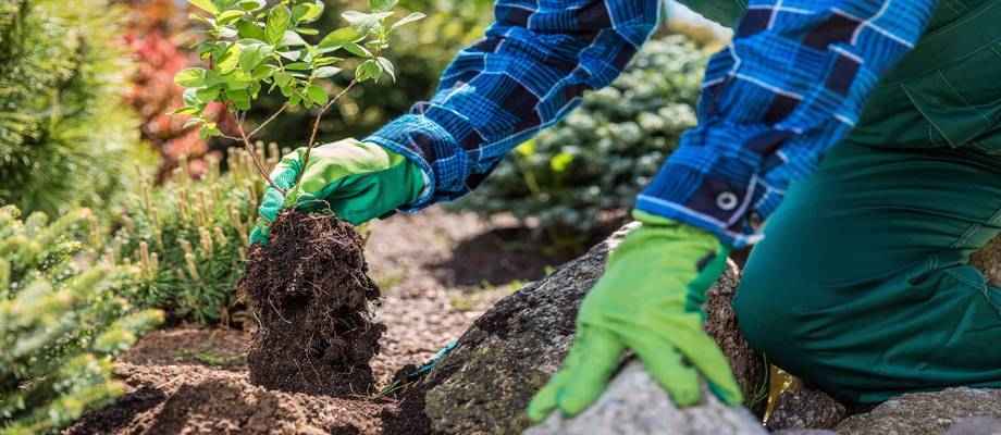 Transplanter vos plantes de jardin - Bakker.com | France