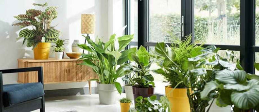 Notre top 10 des plantes purificatrices d’air - Bakker.com | France