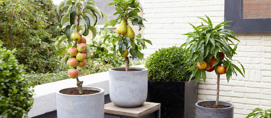 Quels arbres fruitiers choisir pour une terrasse et un balcon ?
