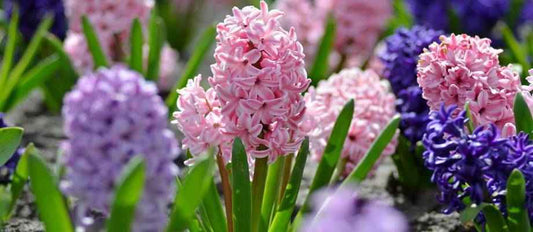 La Jacinthe : une charmante fleur de printemps - Bakker.com | France