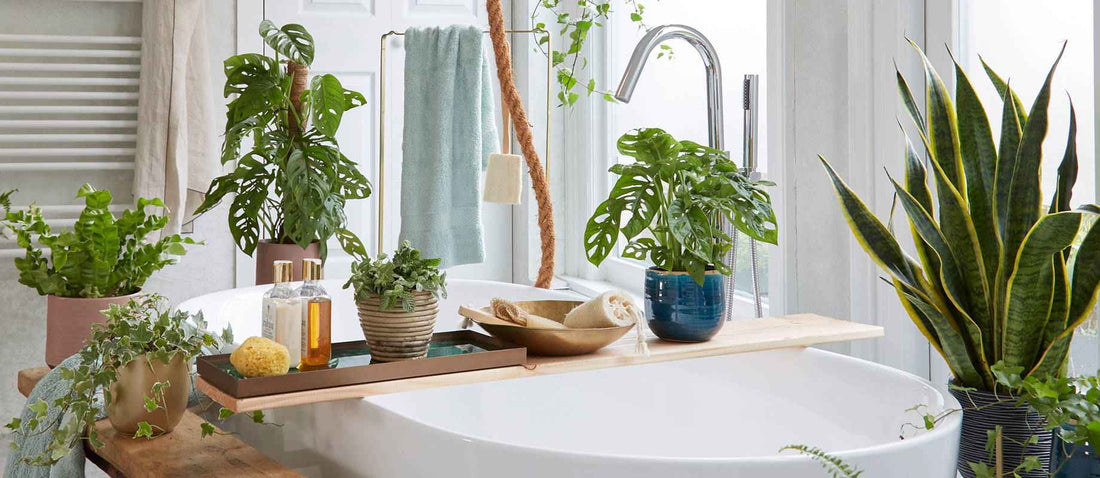 5 plantes pour la salle de bain – Bakker.com