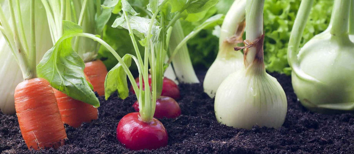 Top 10 graines de légumes