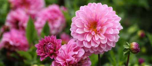 Bulbes de fleurs et plantes biologiques - Bakker.com | France