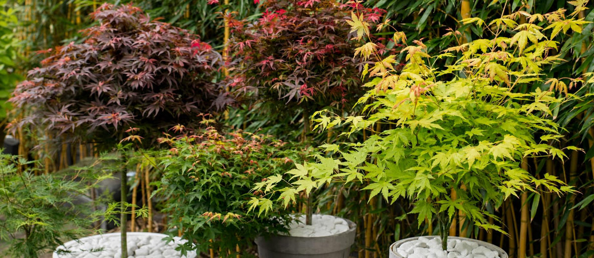 Quand et comment tailler l'érable du Japon ? - Bakker.com | France